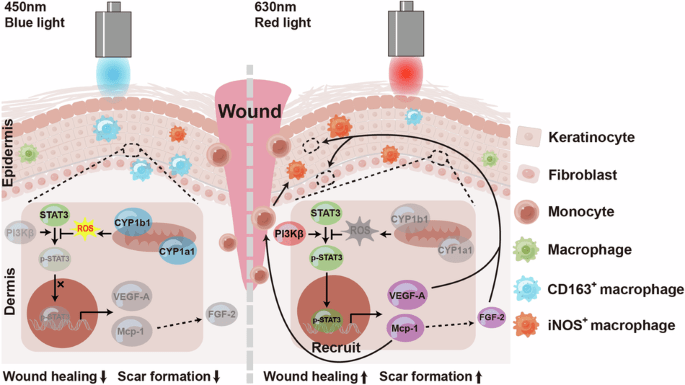 How Does Red Light Therapy Help with Inflammation
